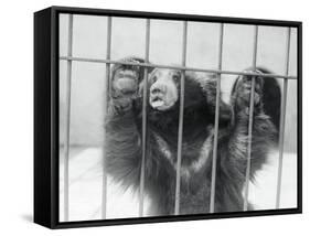 Sloth Bear of India-null-Framed Stretched Canvas