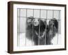 Sloth Bear of India-null-Framed Photographic Print