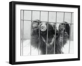 Sloth Bear of India-null-Framed Photographic Print