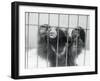 Sloth Bear of India-null-Framed Photographic Print