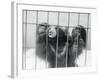 Sloth Bear of India-null-Framed Photographic Print