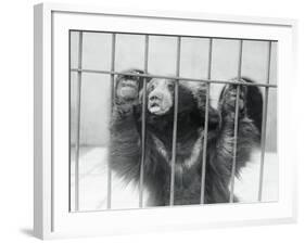 Sloth Bear of India-null-Framed Photographic Print