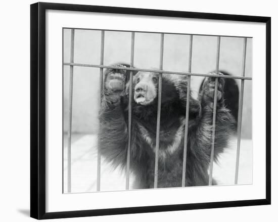 Sloth Bear of India-null-Framed Photographic Print