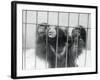 Sloth Bear of India-null-Framed Photographic Print