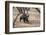 Sloth Bear, Ranthambhore National Park, Rajasthan, India, Asia-Janette Hill-Framed Photographic Print