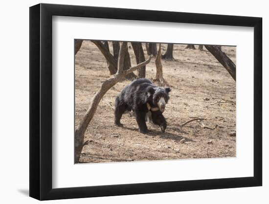 Sloth Bear, Ranthambhore National Park, Rajasthan, India, Asia-Janette Hill-Framed Photographic Print