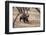 Sloth Bear, Ranthambhore National Park, Rajasthan, India, Asia-Janette Hill-Framed Photographic Print