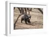 Sloth Bear, Ranthambhore National Park, Rajasthan, India, Asia-Janette Hill-Framed Photographic Print