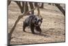 Sloth Bear, Ranthambhore National Park, Rajasthan, India, Asia-Janette Hill-Mounted Photographic Print