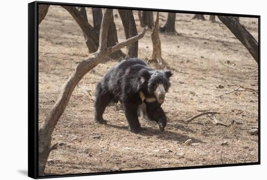 Sloth Bear, Ranthambhore National Park, Rajasthan, India, Asia-Janette Hill-Framed Stretched Canvas