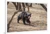 Sloth Bear, Ranthambhore National Park, Rajasthan, India, Asia-Janette Hill-Framed Photographic Print