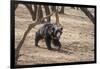 Sloth Bear, Ranthambhore National Park, Rajasthan, India, Asia-Janette Hill-Framed Photographic Print