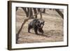 Sloth Bear, Ranthambhore National Park, Rajasthan, India, Asia-Janette Hill-Framed Photographic Print