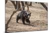 Sloth Bear, Ranthambhore National Park, Rajasthan, India, Asia-Janette Hill-Mounted Photographic Print