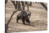 Sloth Bear, Ranthambhore National Park, Rajasthan, India, Asia-Janette Hill-Stretched Canvas