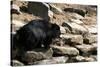 Sloth Bear-Fedorkin-Stretched Canvas