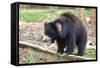 Sloth Bear-Anan Kaewkhammul-Framed Stretched Canvas