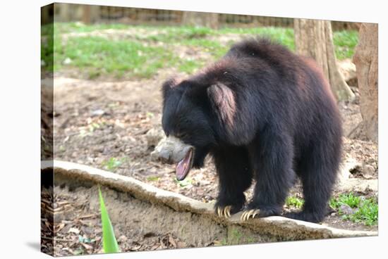 Sloth Bear-Anan Kaewkhammul-Stretched Canvas