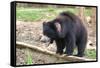 Sloth Bear-Anan Kaewkhammul-Framed Stretched Canvas