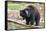 Sloth Bear-Anan Kaewkhammul-Framed Stretched Canvas