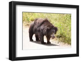 Sloth Bear-India1-Framed Photographic Print