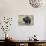 Sloth Bear-Anan Kaewkhammul-Photographic Print displayed on a wall