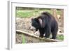 Sloth Bear-Anan Kaewkhammul-Framed Photographic Print