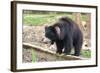 Sloth Bear-Anan Kaewkhammul-Framed Photographic Print