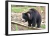 Sloth Bear-Anan Kaewkhammul-Framed Photographic Print