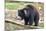 Sloth Bear-Anan Kaewkhammul-Mounted Photographic Print