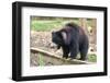 Sloth Bear-Anan Kaewkhammul-Framed Photographic Print