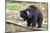 Sloth Bear-Anan Kaewkhammul-Mounted Photographic Print