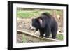 Sloth Bear-Anan Kaewkhammul-Framed Photographic Print