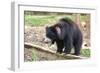 Sloth Bear-Anan Kaewkhammul-Framed Photographic Print