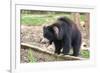 Sloth Bear-Anan Kaewkhammul-Framed Photographic Print