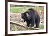 Sloth Bear-Anan Kaewkhammul-Framed Photographic Print