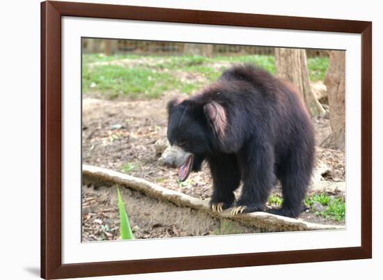 Sloth Bear-Anan Kaewkhammul-Framed Photographic Print