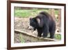 Sloth Bear-Anan Kaewkhammul-Framed Photographic Print