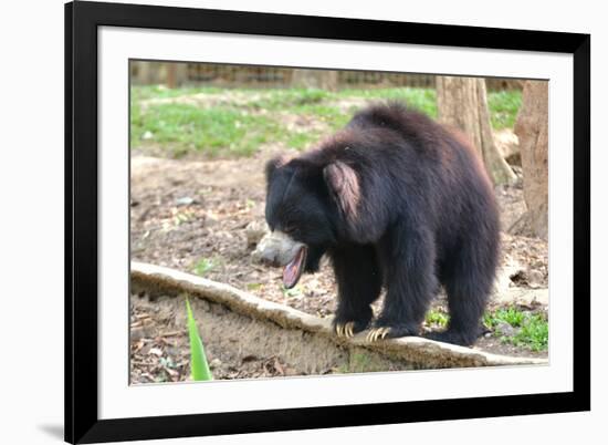 Sloth Bear-Anan Kaewkhammul-Framed Photographic Print