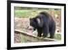 Sloth Bear-Anan Kaewkhammul-Framed Photographic Print