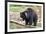 Sloth Bear-Anan Kaewkhammul-Framed Photographic Print