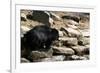 Sloth Bear-Fedorkin-Framed Photographic Print