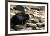 Sloth Bear-Fedorkin-Framed Photographic Print