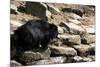 Sloth Bear-Fedorkin-Mounted Photographic Print