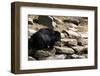 Sloth Bear-Fedorkin-Framed Photographic Print