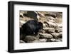 Sloth Bear-Fedorkin-Framed Photographic Print