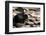 Sloth Bear-Fedorkin-Framed Photographic Print