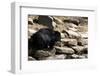 Sloth Bear-Fedorkin-Framed Photographic Print