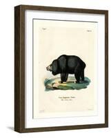 Sloth Bear-null-Framed Giclee Print