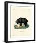 Sloth Bear-null-Framed Giclee Print